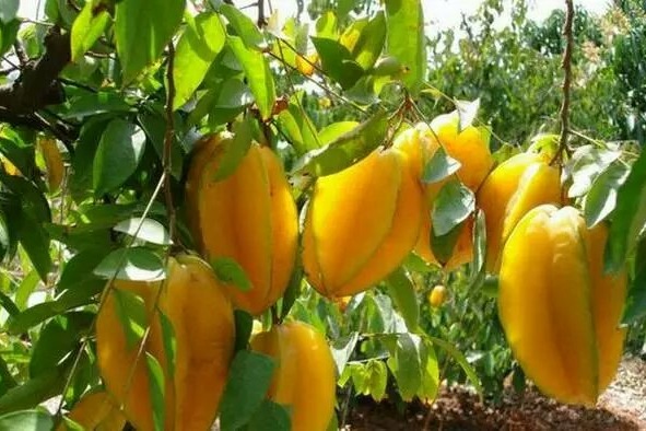 Star fruit: a unique tropical fruit popular in Sanya and Hainan