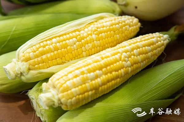 1686644218505077469.jpg 车谷2.jpg