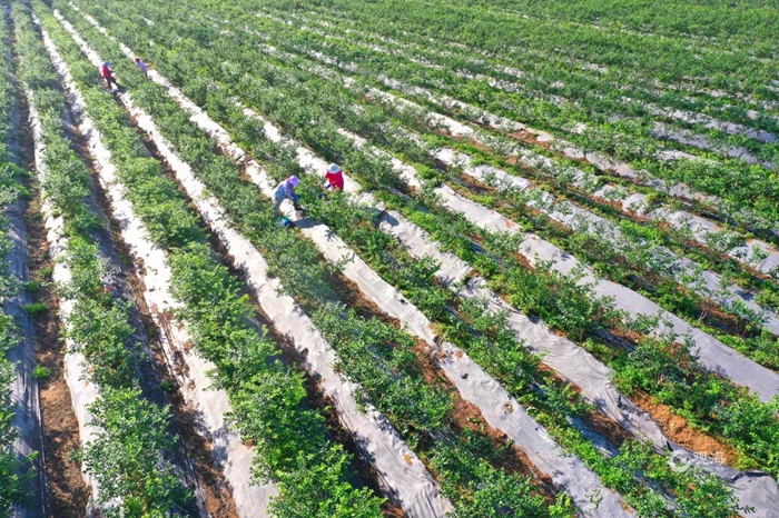 1688704699485049342.jpg 01.jpg