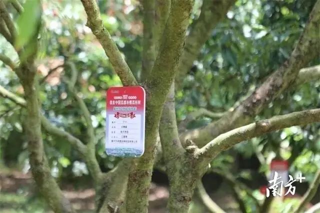 1690533621721070893.jpg C.jpg