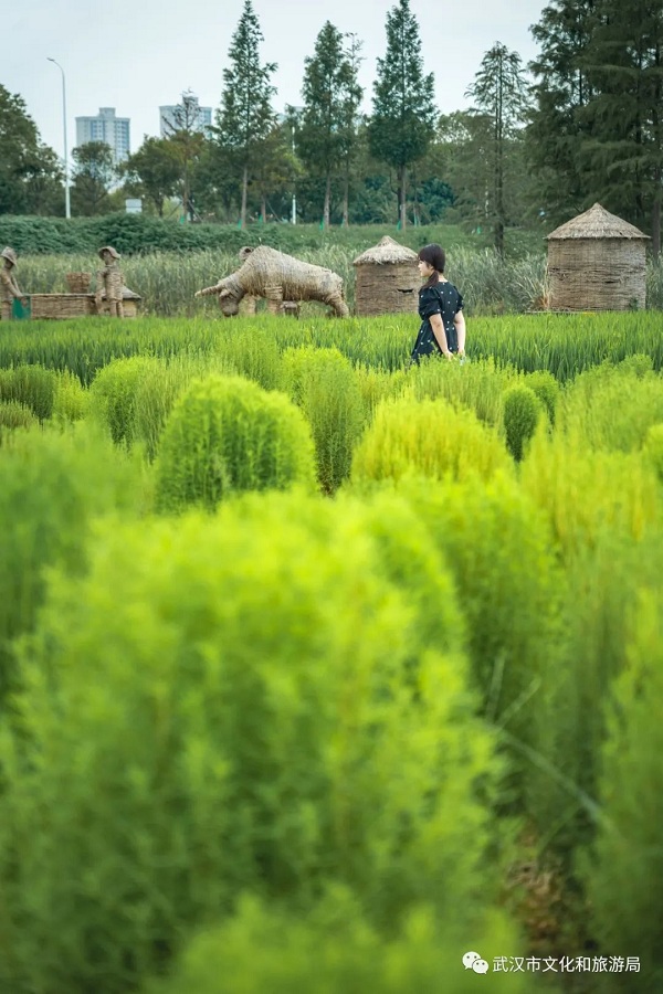 1693903017810007594.jpg 光谷3.jpg