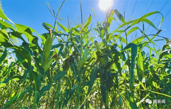 1695029265312038935.jpg 图片12.jpg