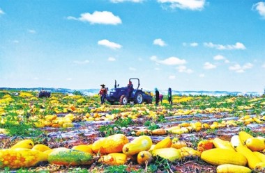 Gansu farmers enjoy bumper harvest