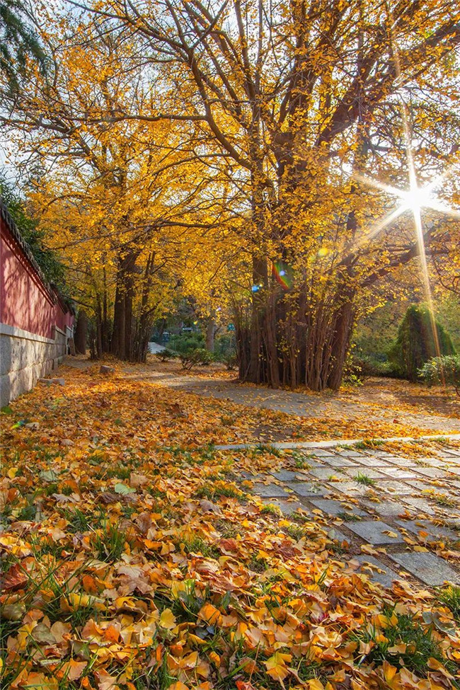 1699257908821003301.jpg 06-QD-1-崂山太清宫_副本.jpg