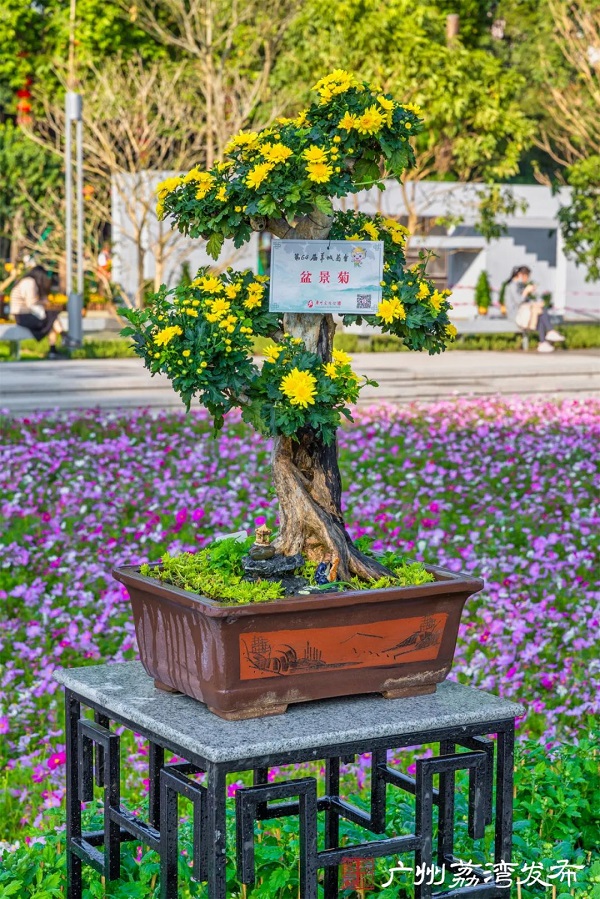 1700558168644036732.jpg Bonsai Chrysanthemum..jpg