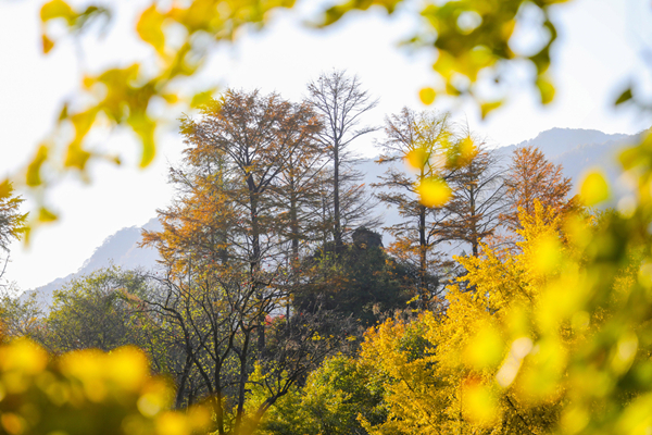 1700556308945091848.jpg 4_副本.jpg