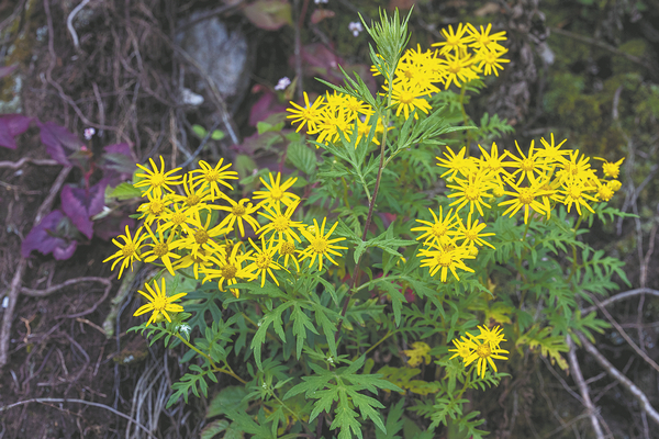 1700793751615073071.jpeg 655fe4cea3109068cb0072fe.jpeg