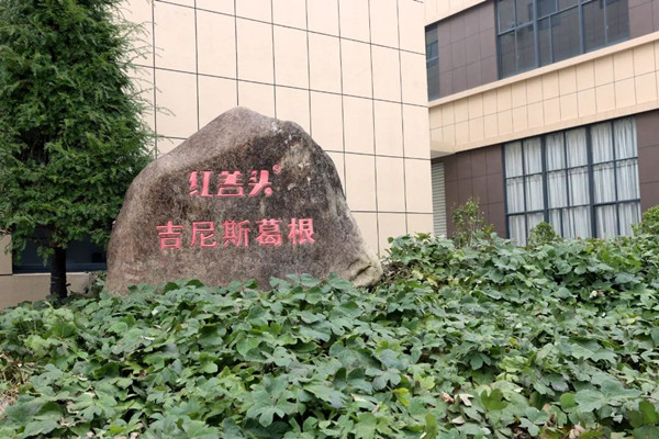 1702634054925033358.jpg 葛根种植基地_副本.jpg