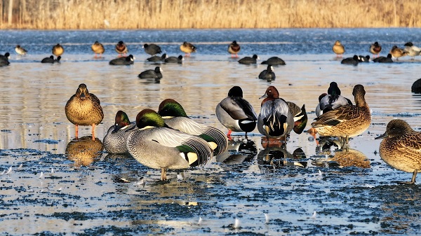 1709801389297033952.jpg taian3.jpg