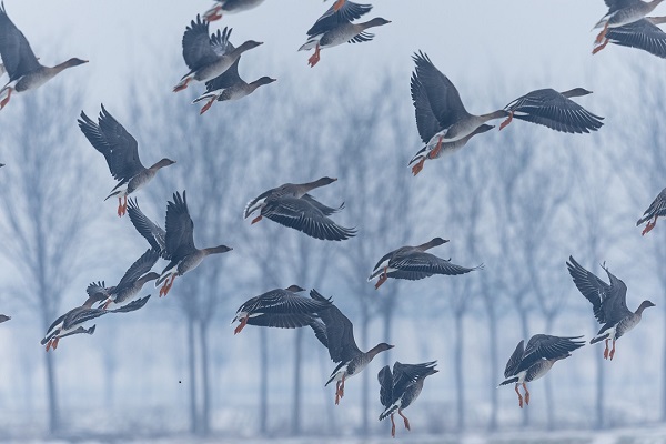 1709801524347059548.jpg taian2.jpg