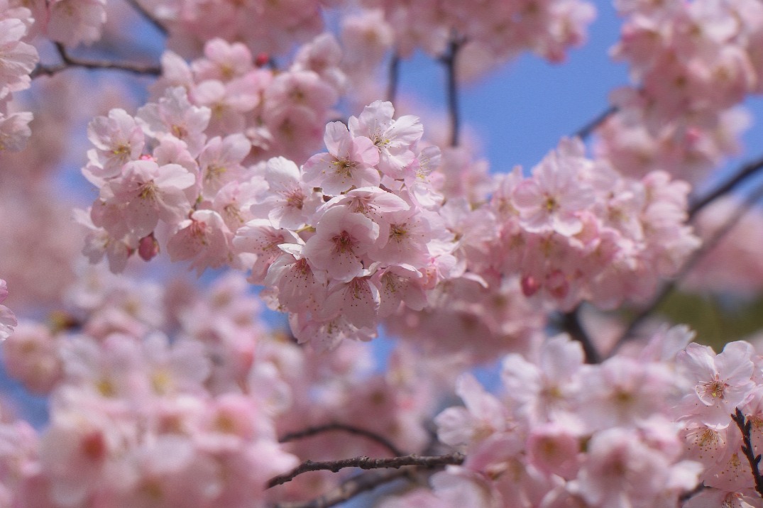 Shanghai Cherry Blossom Festival blooms in Gucun Park