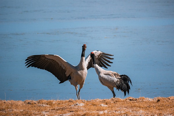 Rare crane sees significant population growth in China's Qinghai