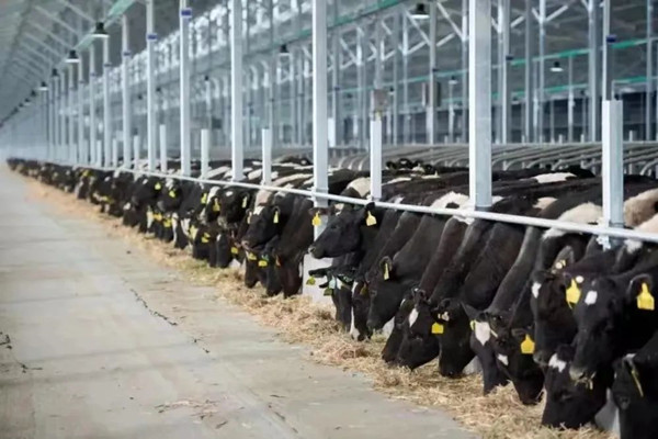 1713927625535005460.jpg 80200444_422967f7-7d48-4222-bc6a-a05e23f5fe81copy_副本.jpg