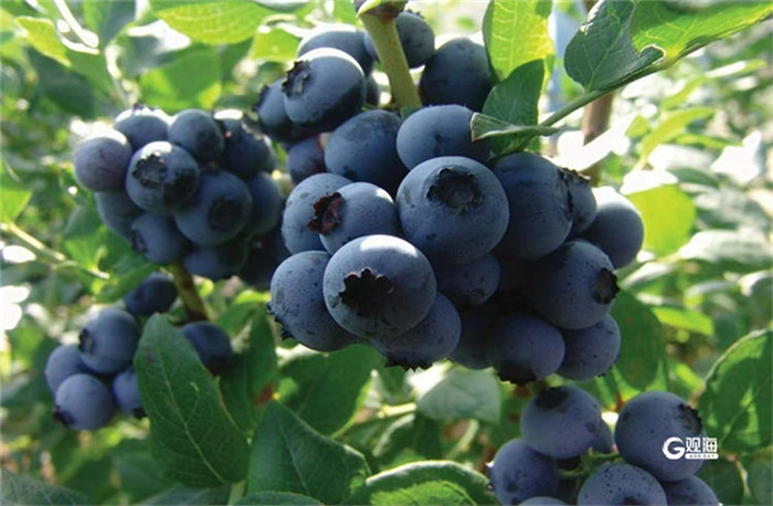 1715329719907048442.jpg 10-QD-9_副本.jpg