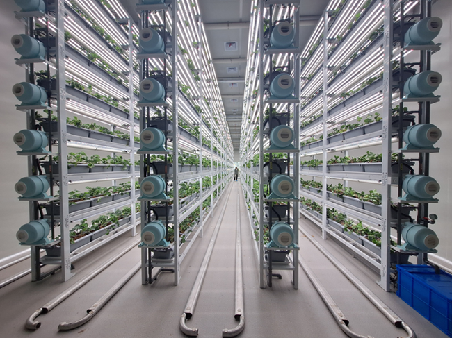 1720172072502002304.png 草莓数字工厂_副本.png