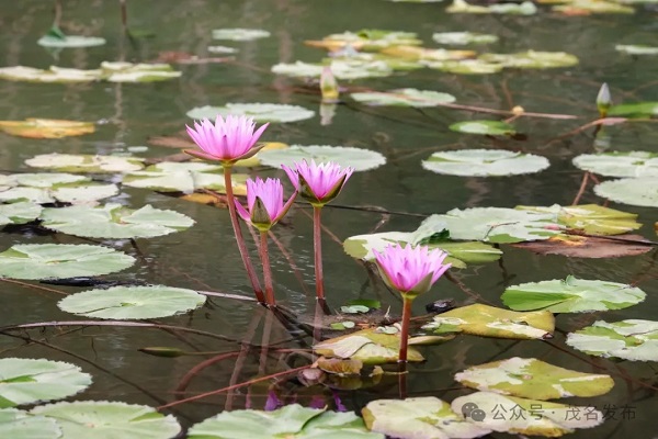 1712567521478044214.jpg 2.jpg