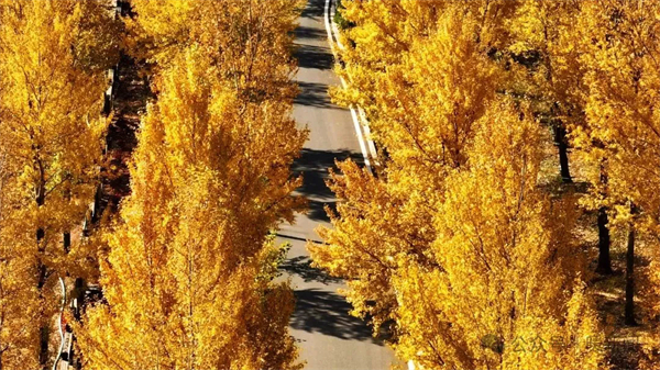 1730798870884071604.jpg 图片82.jpg