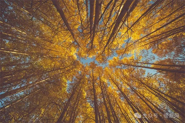 1730798894757088715.jpg 图片83.jpg