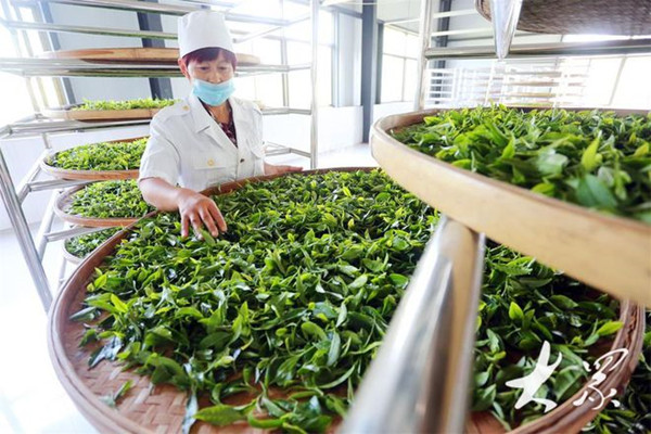 1734598303695056632.jpg 19-TA-2_副本.jpg