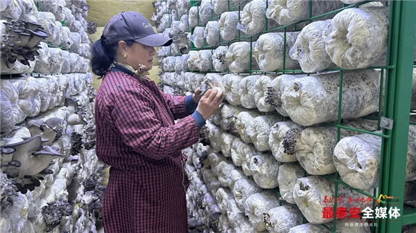 1735265737495052536.png 26-TA-1.webp_副本.png