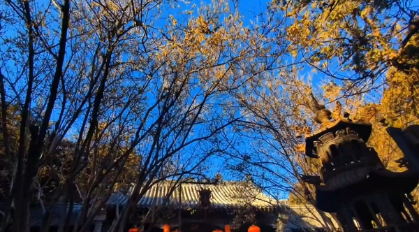 1739003231646025661.png 泰安.png