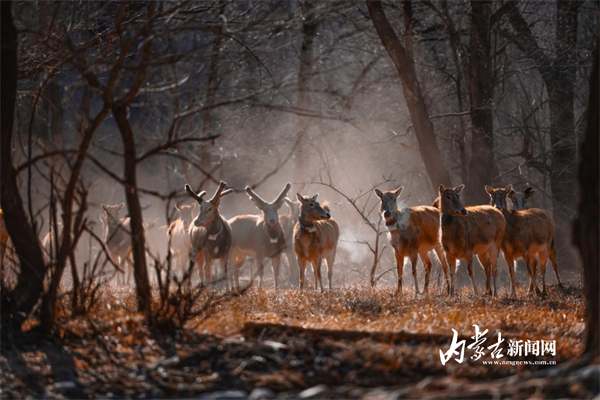 1740472964194048746.jpg 图片31.jpg