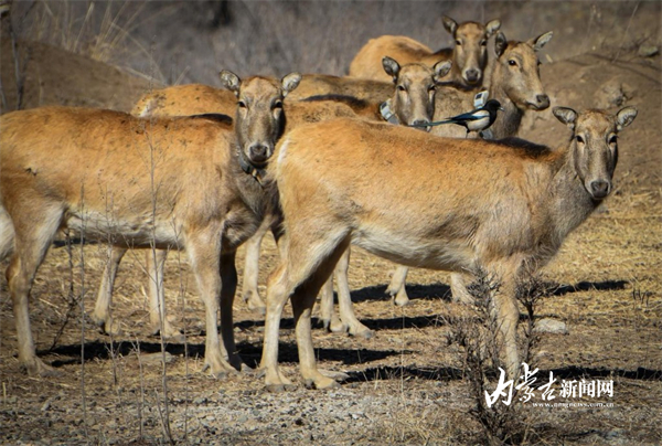 1740472991737078892.jpg 图片32.jpg