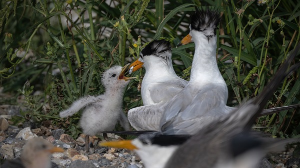 1740723136260008435.jpg 南麂岛4.jpg