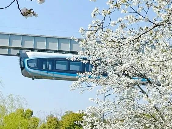 1742193463914006145.jpg 光谷樱花1.jpg