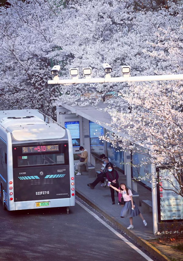 1742193482459078593.jpg 光谷樱花5_副本.jpg