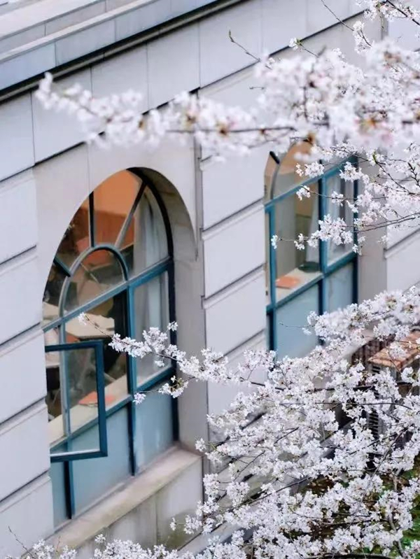 1742193516825077155.jpg 光谷樱花3_副本.jpg