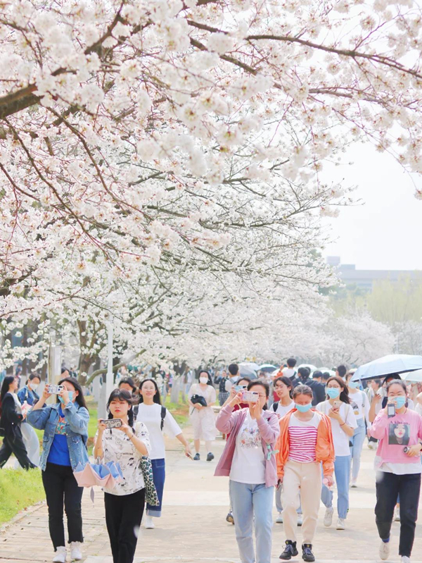 1742193534047063671.jpg 光谷樱花4_副本.jpg