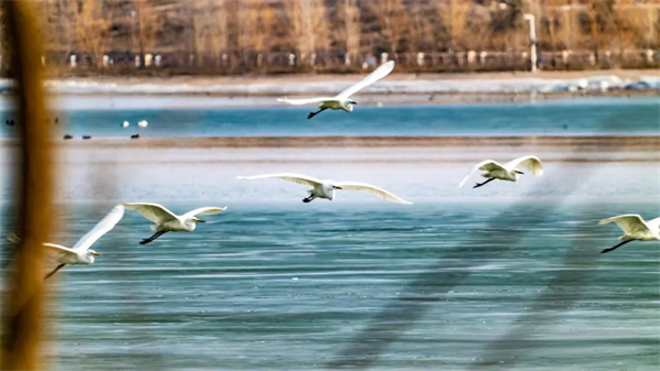 1742372298820099242.jpg 图片15.jpg