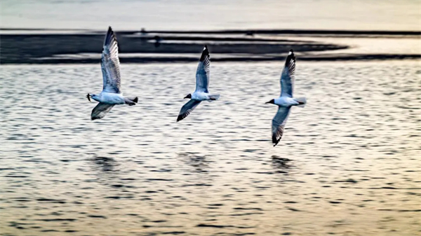 1742372327552015824.jpg 图片16.jpg