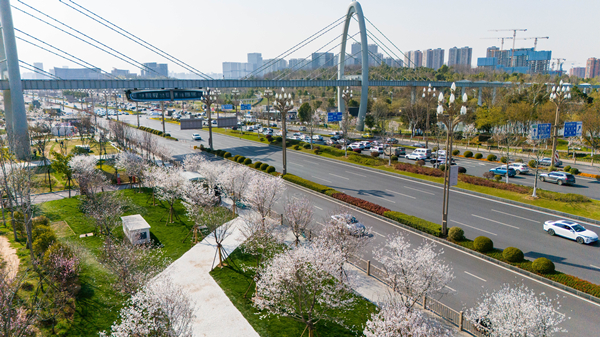 1742527831271027620.jpg 樱花2.jpg