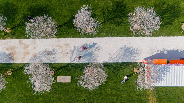 1742527852497081493.jpg 樱花3.jpg