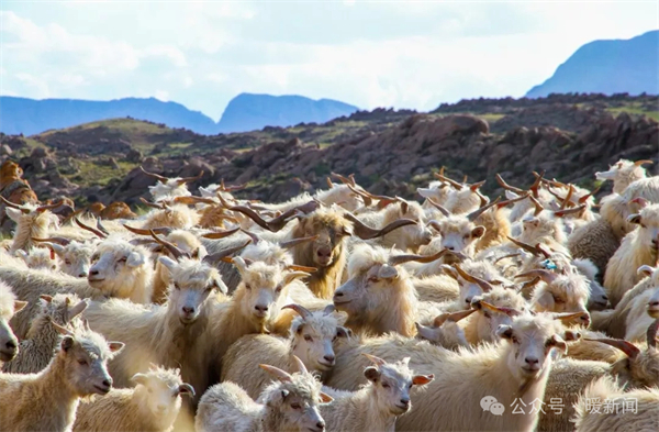 1743057274894071843.jpg 图片51.jpg