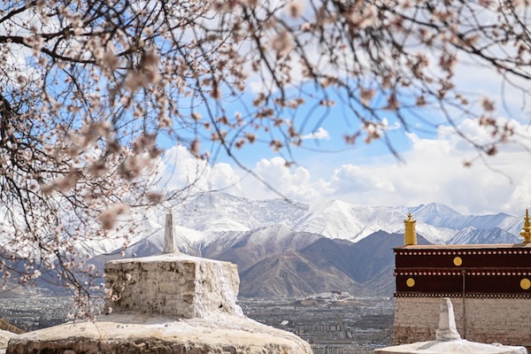 1743499072541034978.jpg 帕邦喀桃花1_副本.jpg