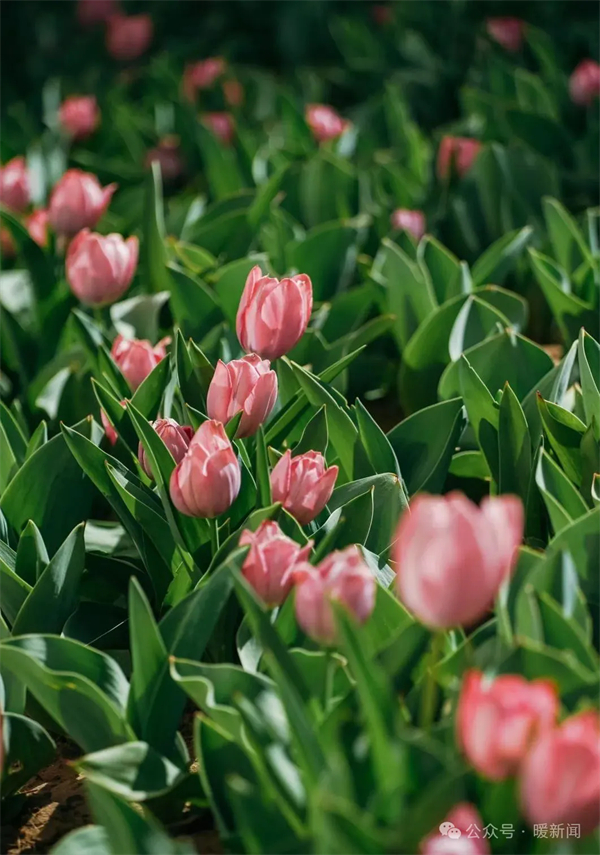 1745564819550002907.jpg 图片6.jpg