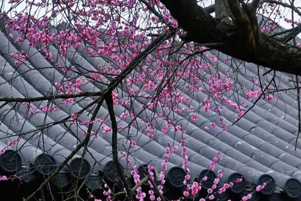 1739871829575095990.jpg 3-3_副本.jpg