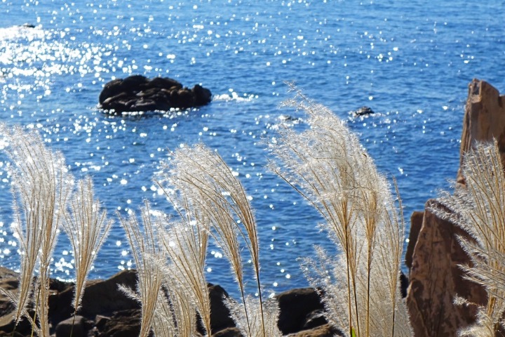 Golden reeds shimmer against the blue sea in Qingdao