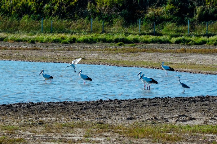 Suaeda salsa in Jiangsu reach peak viewing season