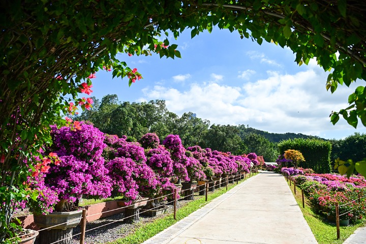 2025 Shenzhen Bougainvillea Show lights up the city