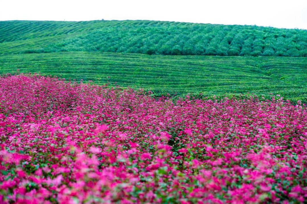 Pink-purple buckwheat fields bloom in Guizhou province