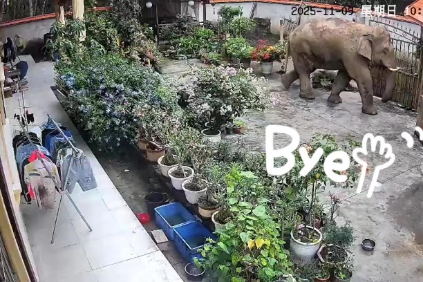 Wild Asian elephant strolls into a villager’s courtyard in Yunnan