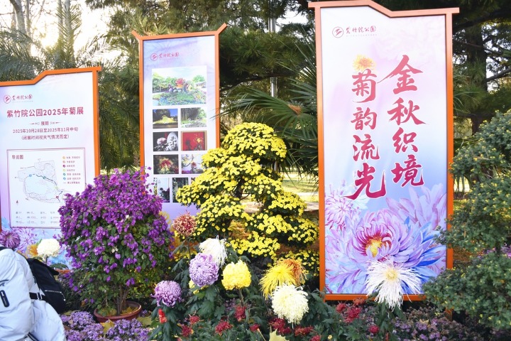 Beijing park’s chrysanthemum exhibition opens