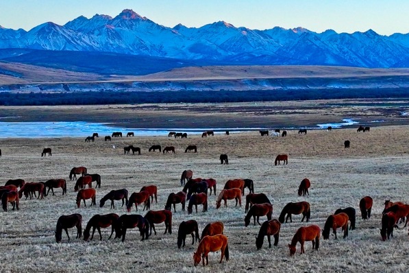 Shandan Military Horse Farm: A winter masterpiece in Gansu