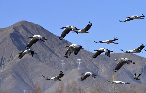 1764235297032009187.jpg 西藏_副本.jpg