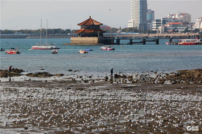 1762756243915088182.jpg 10-QD-海鸥-4.jpg