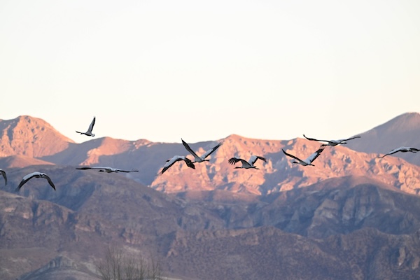 1765184051484015262.jpg 2436810207348785158_副本.jpg